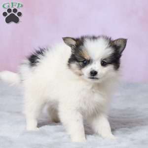 Sandy, Pomeranian Puppy